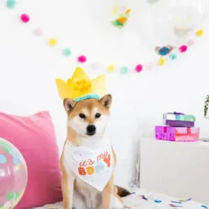 Pearhead Happy Barkday Medium / Large Bandana & Hat Set